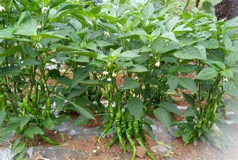 辣椒几月份可以栽种