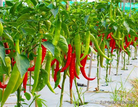 辣椒的四季种植技术