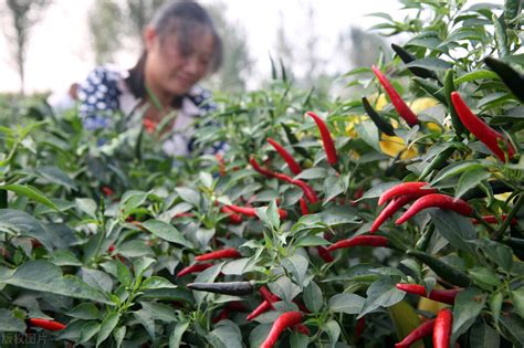 辣椒的种植技术及时间