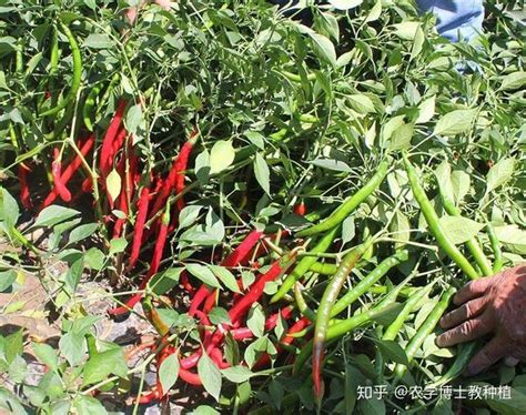 辣椒种植几个月最红