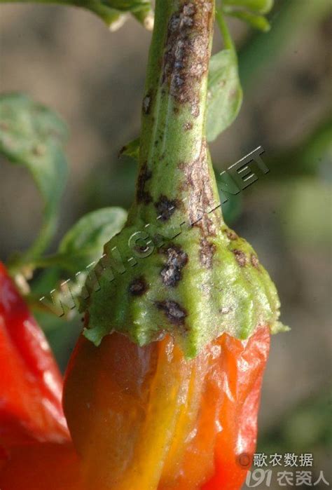 辣椒种植技术病虫害防治技术