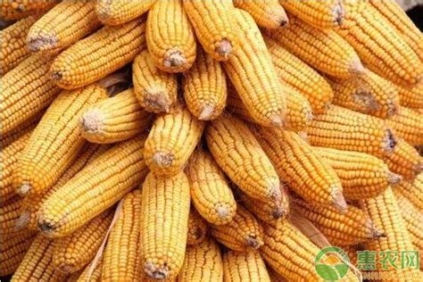 进口玉米多少钱一公斤