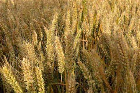 适合关中塬区种植的小麦品种