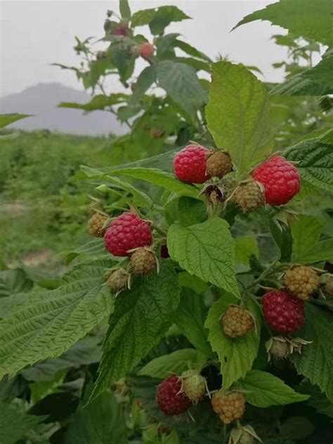 适合北方种植的树莓品种好养的