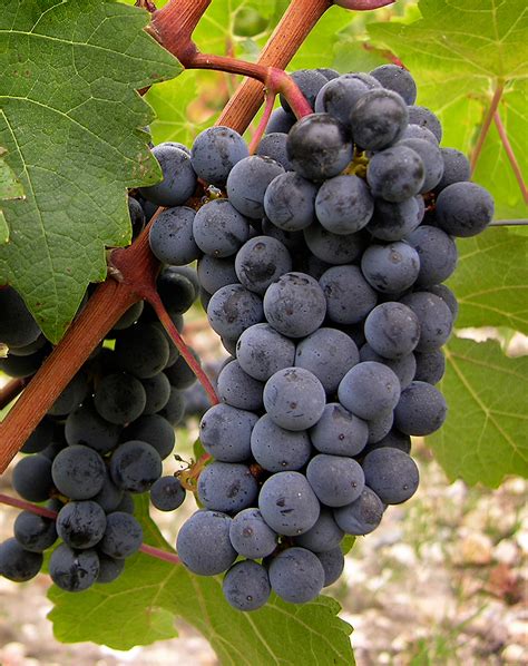 适合北方种的葡萄品种有哪些