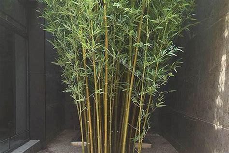 适合栽种在庭院的竹子