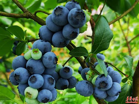 适合湖南种植的蓝莓品种