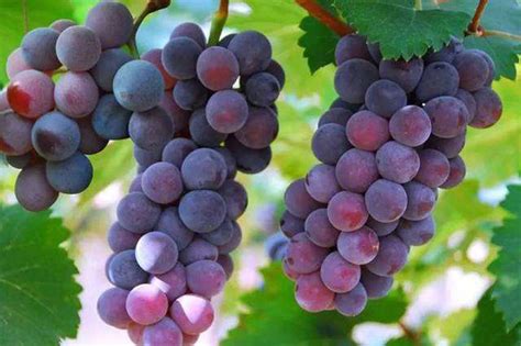 适合高原种植的葡萄品种
