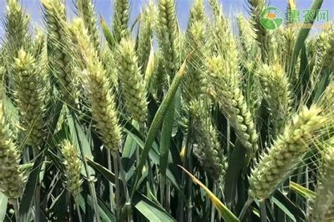 适应关中种植的高产小麦品种