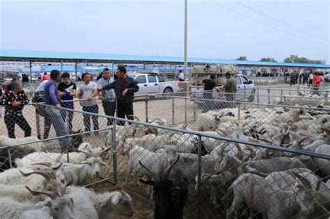 邓州活羊交易市场