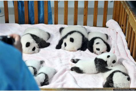 那些在国外的熊猫宝宝