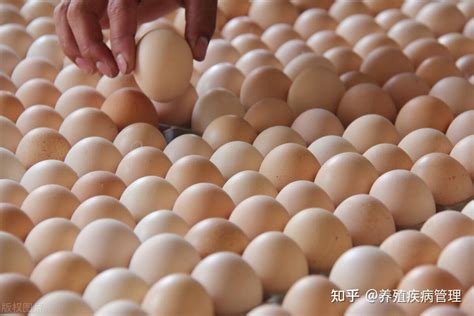 郑州鸡蛋价格