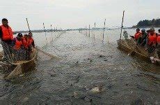 鄱阳湖现在为什么能捡鱼