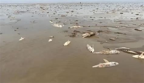 鄱阳湖的人在泥坑里捡鱼