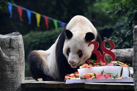 重庆动物园大熊猫新星