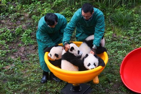 重庆动物园工作人员和熊猫互动