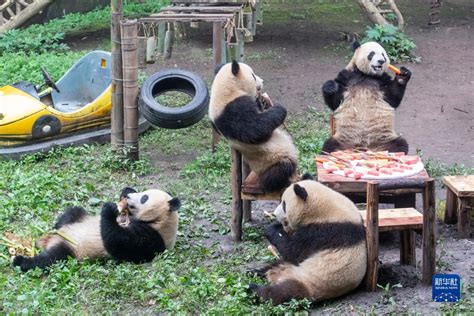 重庆动物园有多少只大熊猫