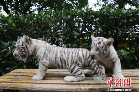重庆动物园老虎五胞胎