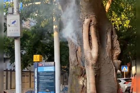 重庆大树冒烟是怎么回事