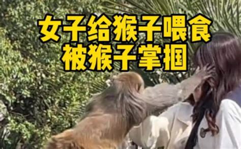 重庆女子给猴子喂食被猴子掌掴