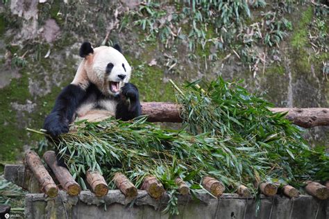 重庆野生动物园大熊猫