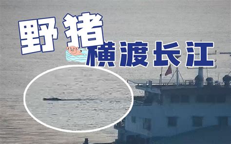 野猪横渡汉江完整视频