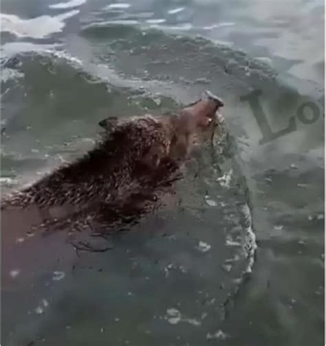 野猪游泳能力有多强
