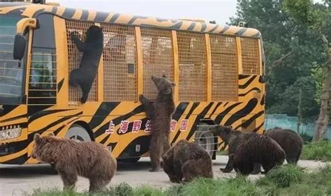 野生动物园游客下车惊险