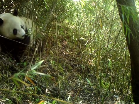 野生熊猫下山觅食影像