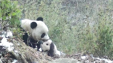 野生熊猫带崽视频