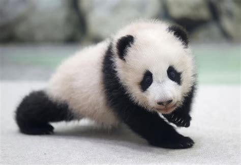野生熊猫幼崽差点被吃