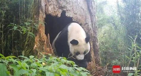 野生熊猫幼崽腿部受伤树上救助
