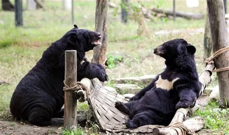 野生黑熊带孩子游玩