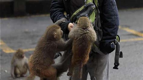 金丝猴向游客撒娇