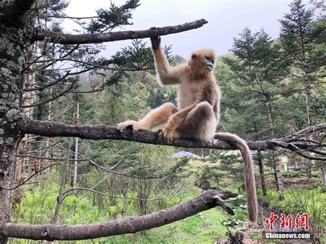 金丝猴坐在树上不动任由游客拍照