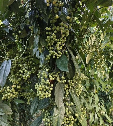 金果榄种植高产条件