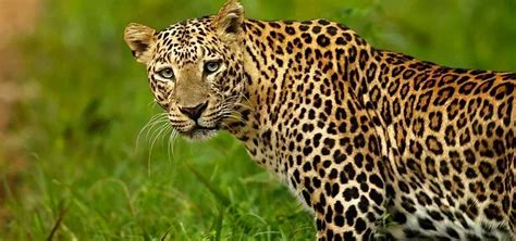 金钱豹属于几级防护动物