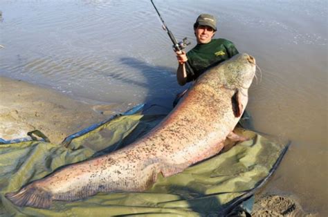 钓最大的鱼世界纪录