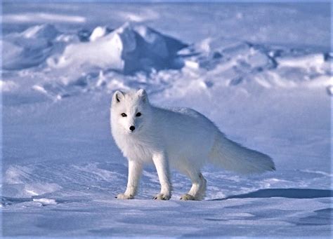 银狐北极狐图片