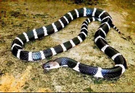 银环蛇在全球毒蛇排名