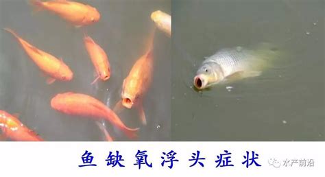 长寿湖鱼缺氧最新视频