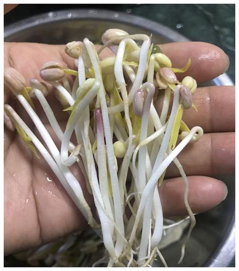长豆种子种植方法全过程