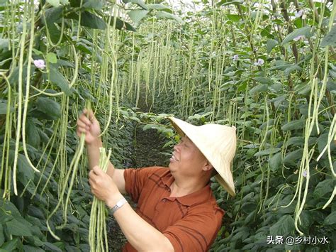 长豆种植方法