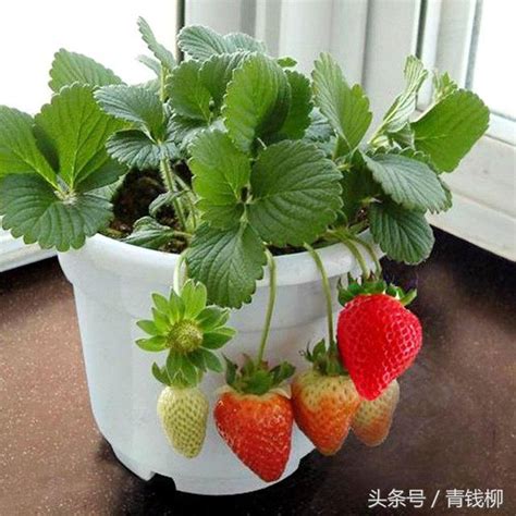 阳台盆栽草莓的种植技术管理