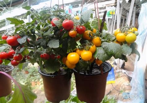 阳台西红柿种植与管理