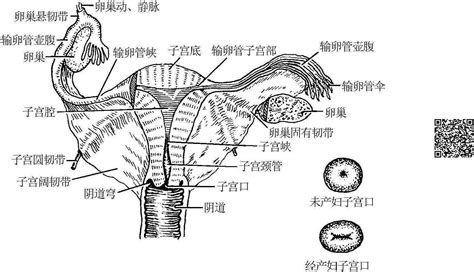 阴道内部结构解剖