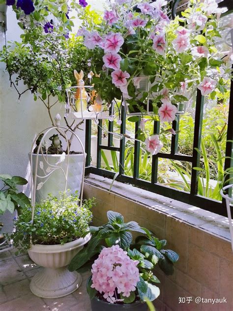 阴面的阳台适合种什么花