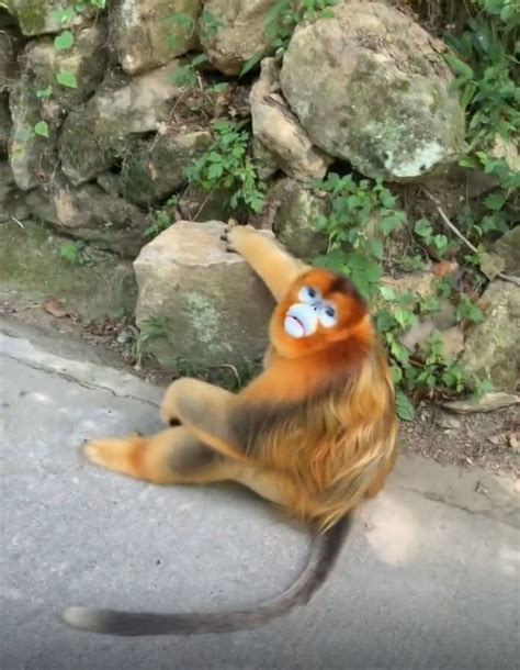 陕西金丝猴坐路边礼貌接游客