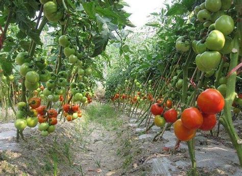露地栽培西红柿的技术和应用