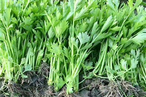 露地芹菜的种植技术